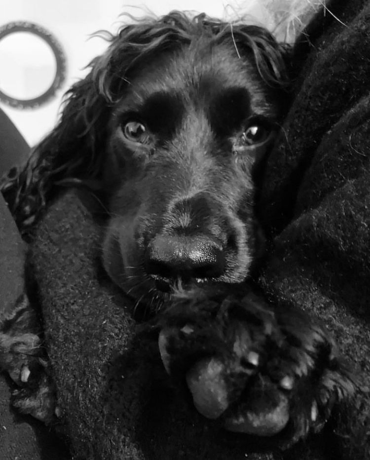 A black and white image of a spaniel. 