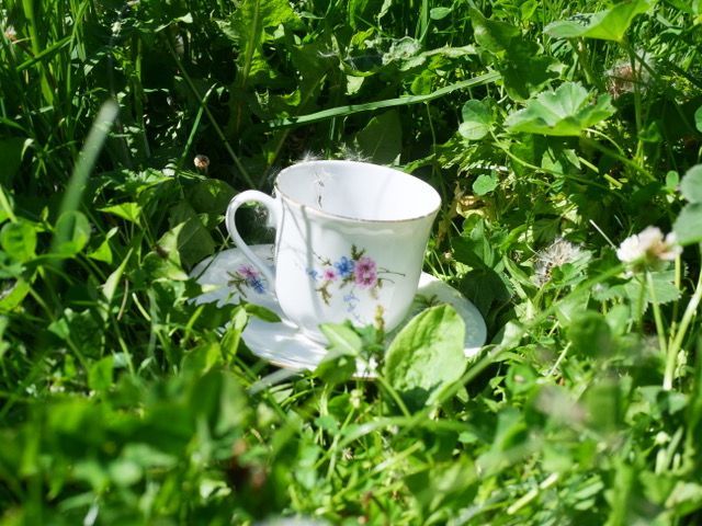 A teacup nestled in lush grass.